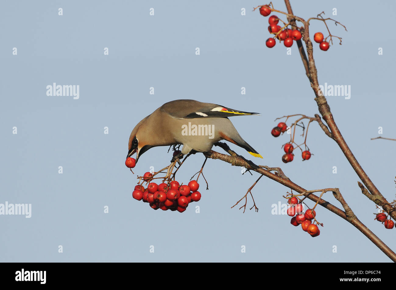 Böhmische Seidenschwanz (Bombycilla Garrulus) Erwachsenen, Fütterung auf (Sorbus Aucuparia) Vogelbeere, Norfolk, England, November Stockfoto