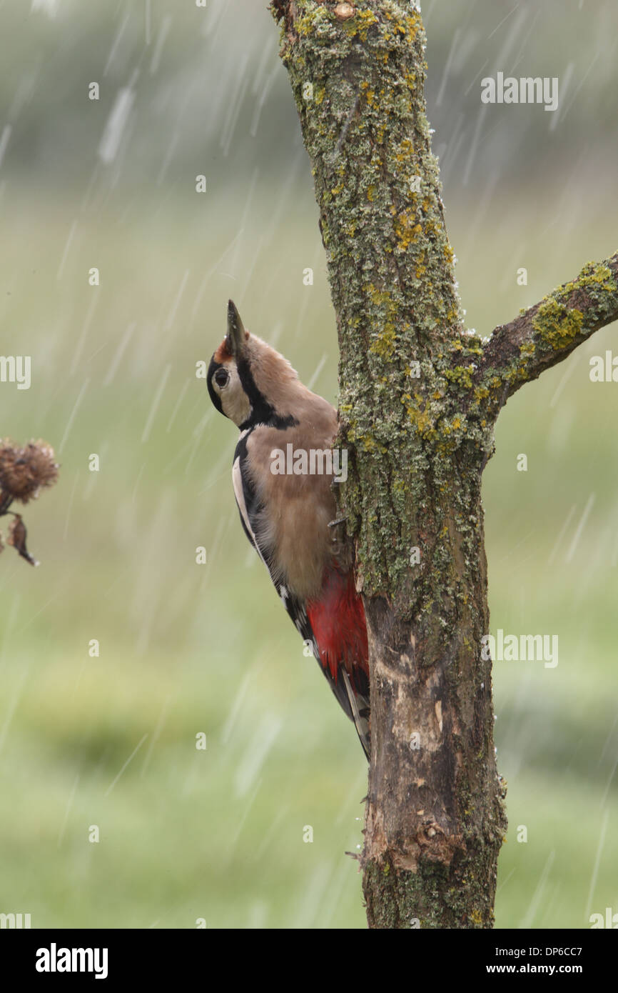 Großen Spotted Woodpecker (Dendrocopos großen) Erwachsenfrau mit abnormen Gefieder Färbung klammerte sich an Zweig im Schneesturm Stockfoto