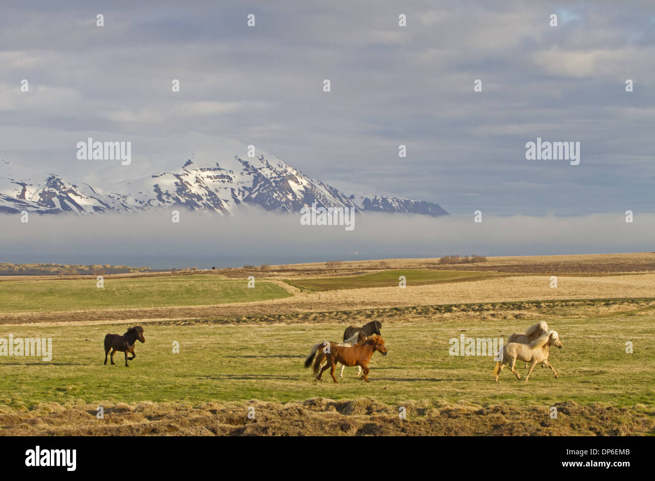 Pferd, isländischen Pony Herde traben auf der Küste Weide in der Nähe von Husavik, Island, Mai Stockfoto