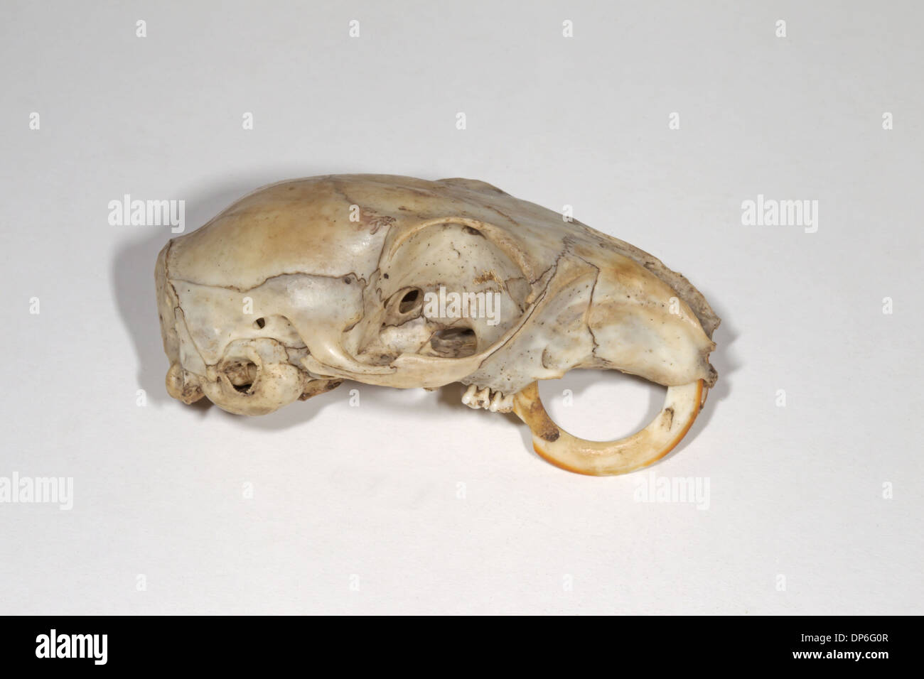 Östliche graue Eichhörnchen (Sciurus Carolinensis) Schädel, mit weiterem Wachstum der Zähne Stockfoto