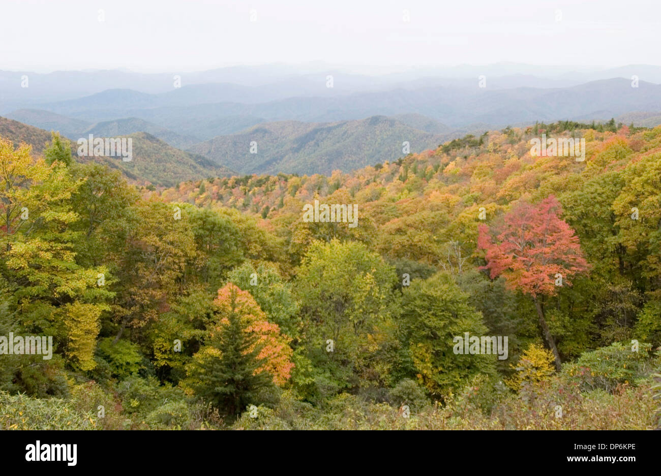 19. Oktober 2006; Boone, NC, USA; Die wechselnden Farben der Baum aus den Blue Ridge Parkway in der Nähe von Mount Mitchell auf der Suche nach Süden in Richtung Asheville während der Fallfarbe Änderung im westlichen Teil von Nord-Carolina. Obligatorische Credit: Foto von Sean Meyers/ZUMA Press. (©) Copyright 2006 von Sean Meyers Stockfoto