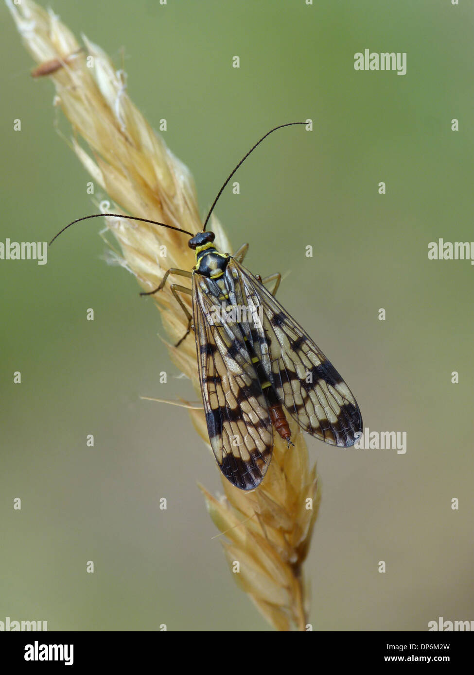 Gemeinsame Scorpionfly (Panorpa Communis) Erwachsenfrau ruht auf Trockenrasen im Morgengrauen Cannobina Tal italienischen Alpen Piemont Italien Stockfoto