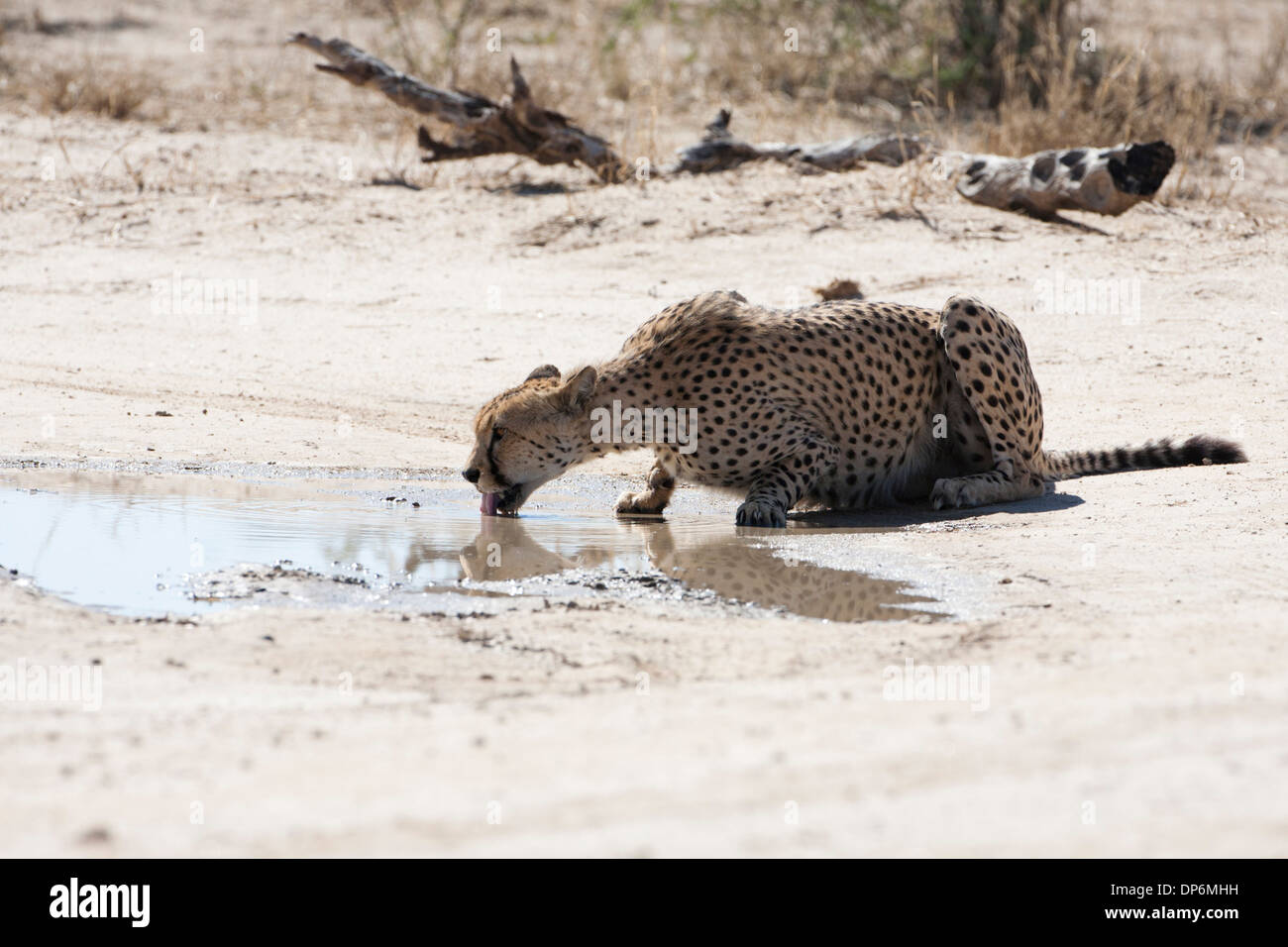 Männliche Geparden trinken an einer Wasserstelle in der Kalahari Stockfoto