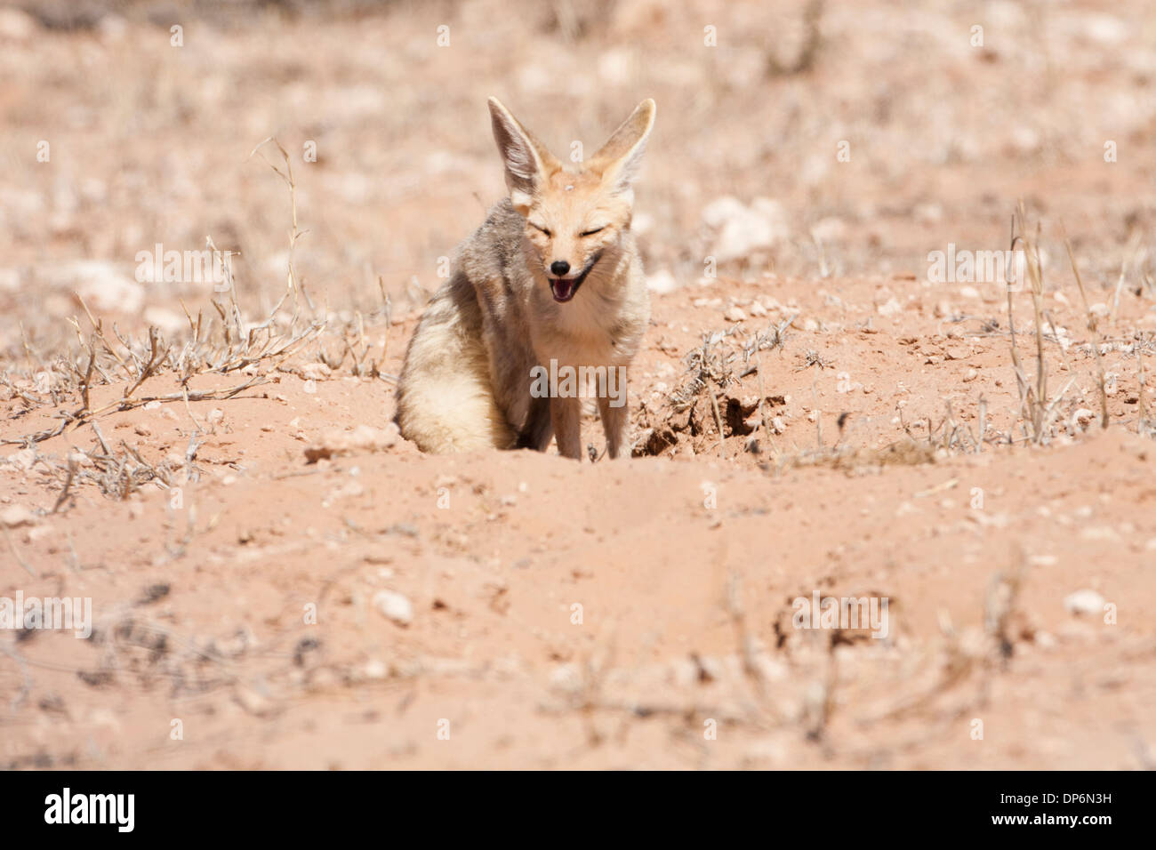 Cape Fox (vulpes Chama) in der Kalahari Wüste, Südafrika Stockfoto