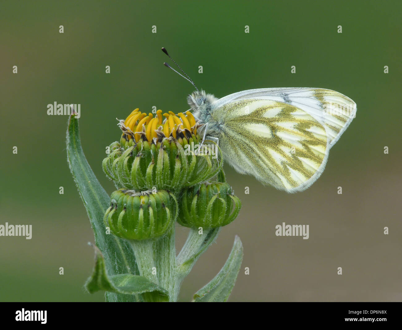 Spitze weiß (Pontia Callidice) Erwachsenen, ruht auf Arnika (Arnica Montana) Blütenknospen, Italienische Alpen, Italien, Juli Stockfoto