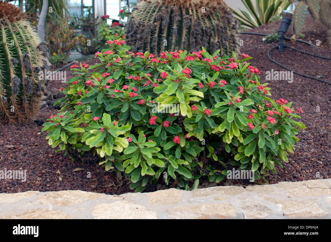 Dornenkrone Anlage (Euphorbia milii), Caleta de Fuste, Fuerteventura, Kanarische Inseln, Spanien. Stockfoto