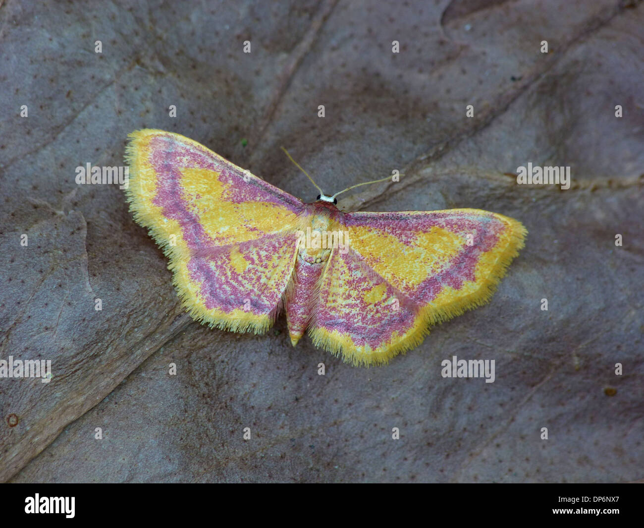 Lila-umrandeten Gold Moth (Idaea Muricata) Erwachsener Schlafplatz auf verfallenden Vegetation Cannobina Tal italienischen Alpen Piemont Stockfoto