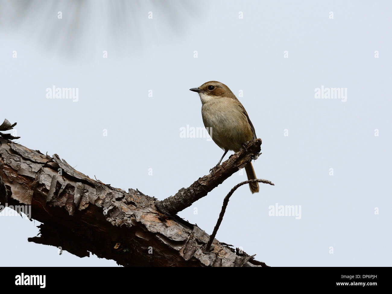 schöne weibliche grau Bushchat (Saxicola Ferreaus) stehen auf Ast Stockfoto