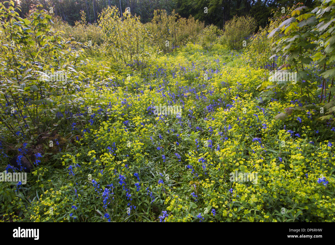 Bluebell (Endymion nicht-Scriptus) und Holz-Wolfsmilch (Euphorbia Amygdaloides) Blüte Masse wächst in Niederwald Wald Lebensraum Stockfoto