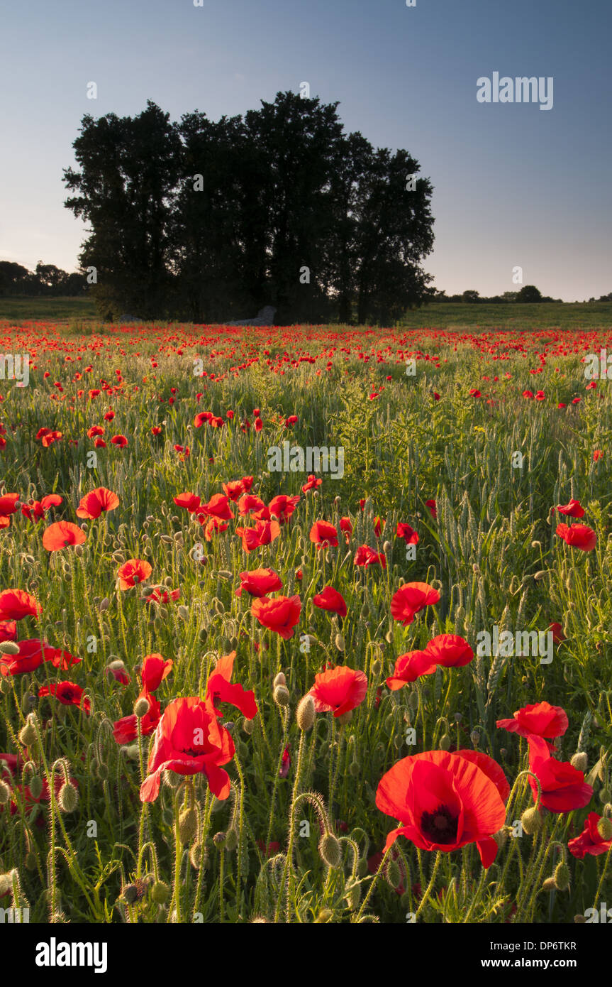 Klatschmohn (Papaver Rhoeas) Blüte Masse, wächst in Ackerfläche Lebensraum bei Sonnenuntergang, Kent, England, Juni Stockfoto