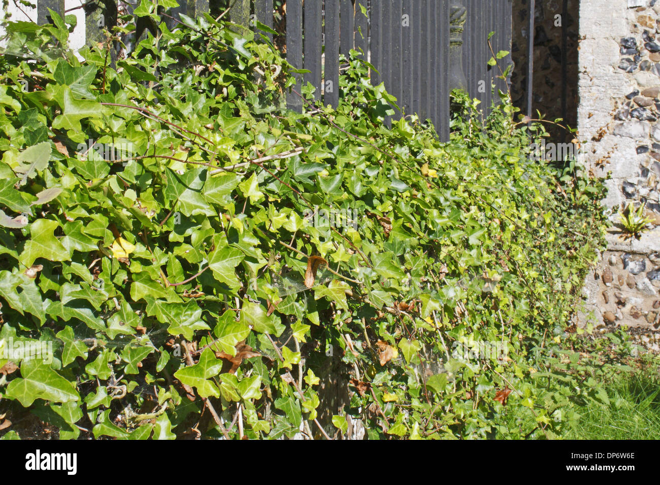 Gemeinsamen Efeu (Hedera Helix) Blätter wachsen über Grabstein im Dorf Kirchhof St. Marien Kirche Mendlesham Suffolk England Stockfoto