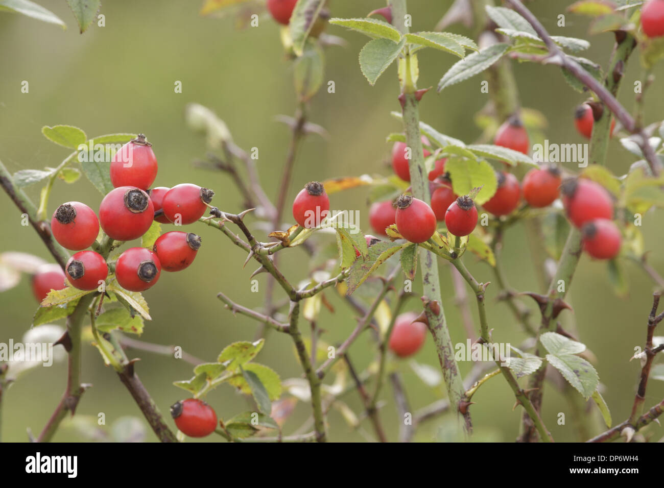 Hundsrose (Rosa Canina) Nahaufnahme von Hagebutten, West Yorkshire, England, September Stockfoto