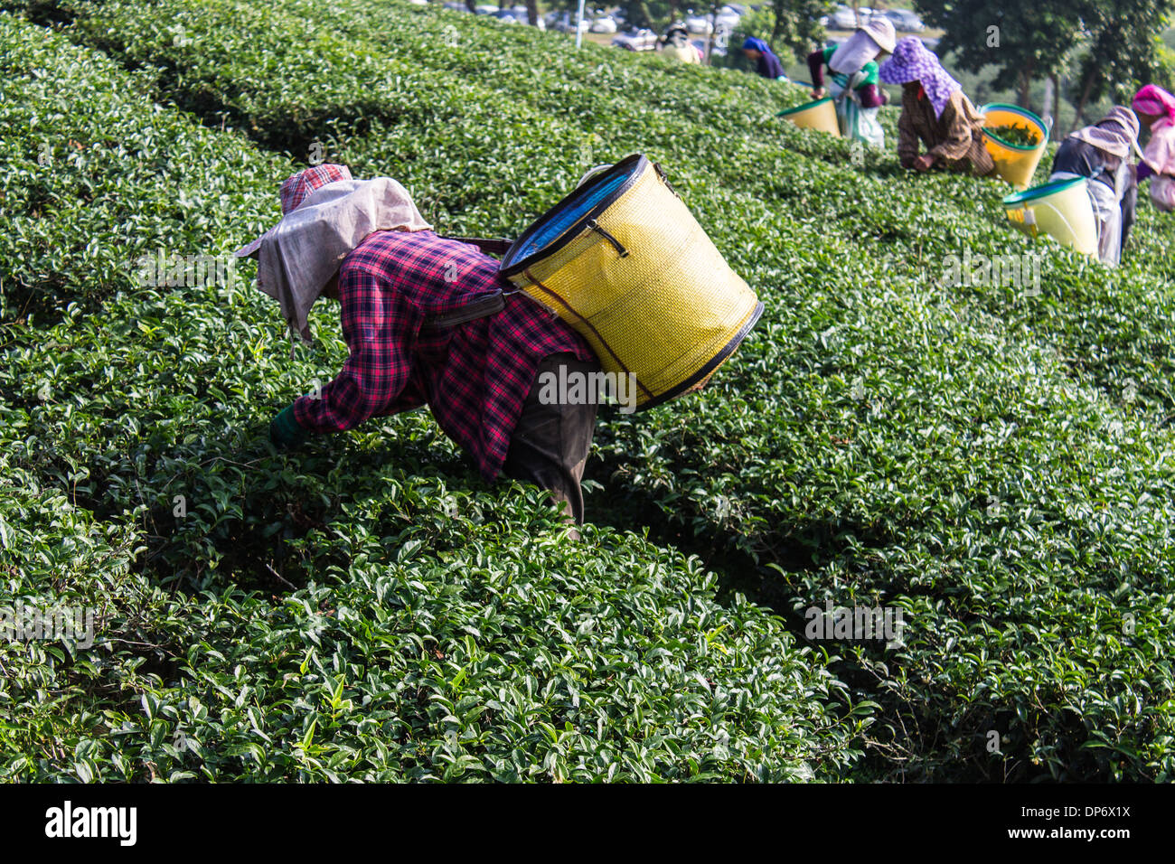 Akha Teepflückerinnen, Chiangrai Thailand Stockfoto