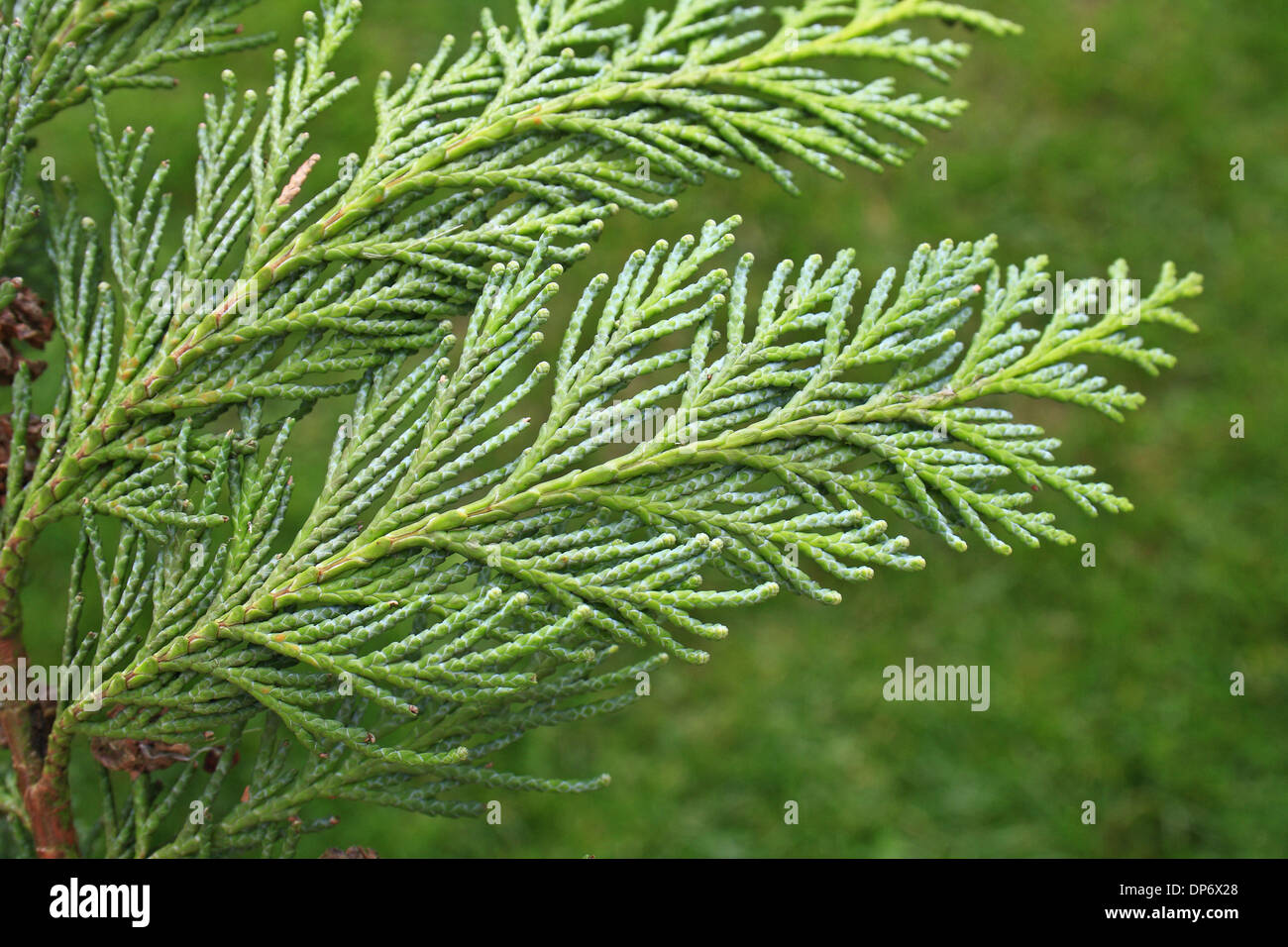Lawson Zypresse (Chamaecyparis Lawsoniana) Nahaufnahme von Laub