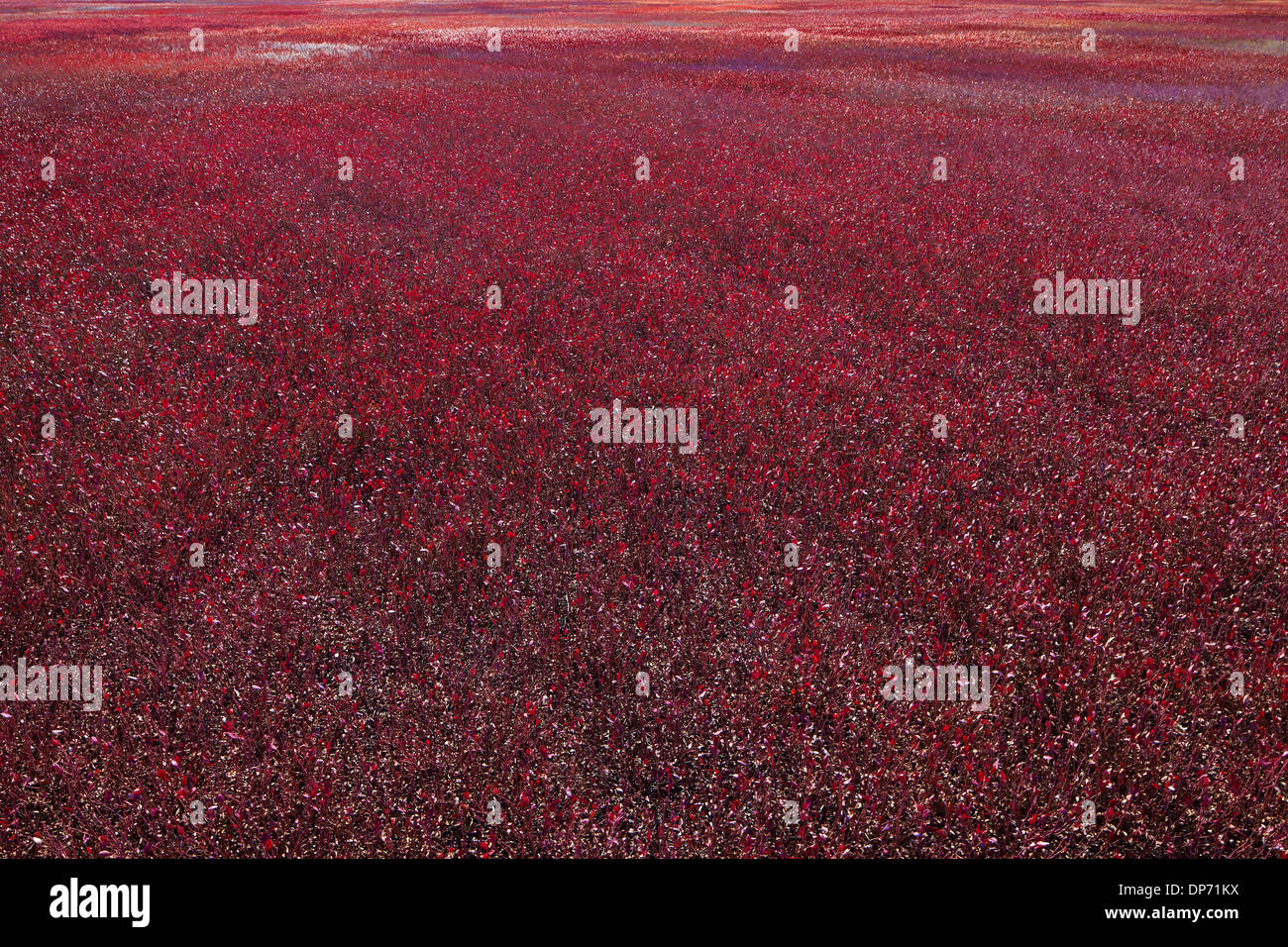 Laub der Heidelbeere Barrons in Maine Stockfoto