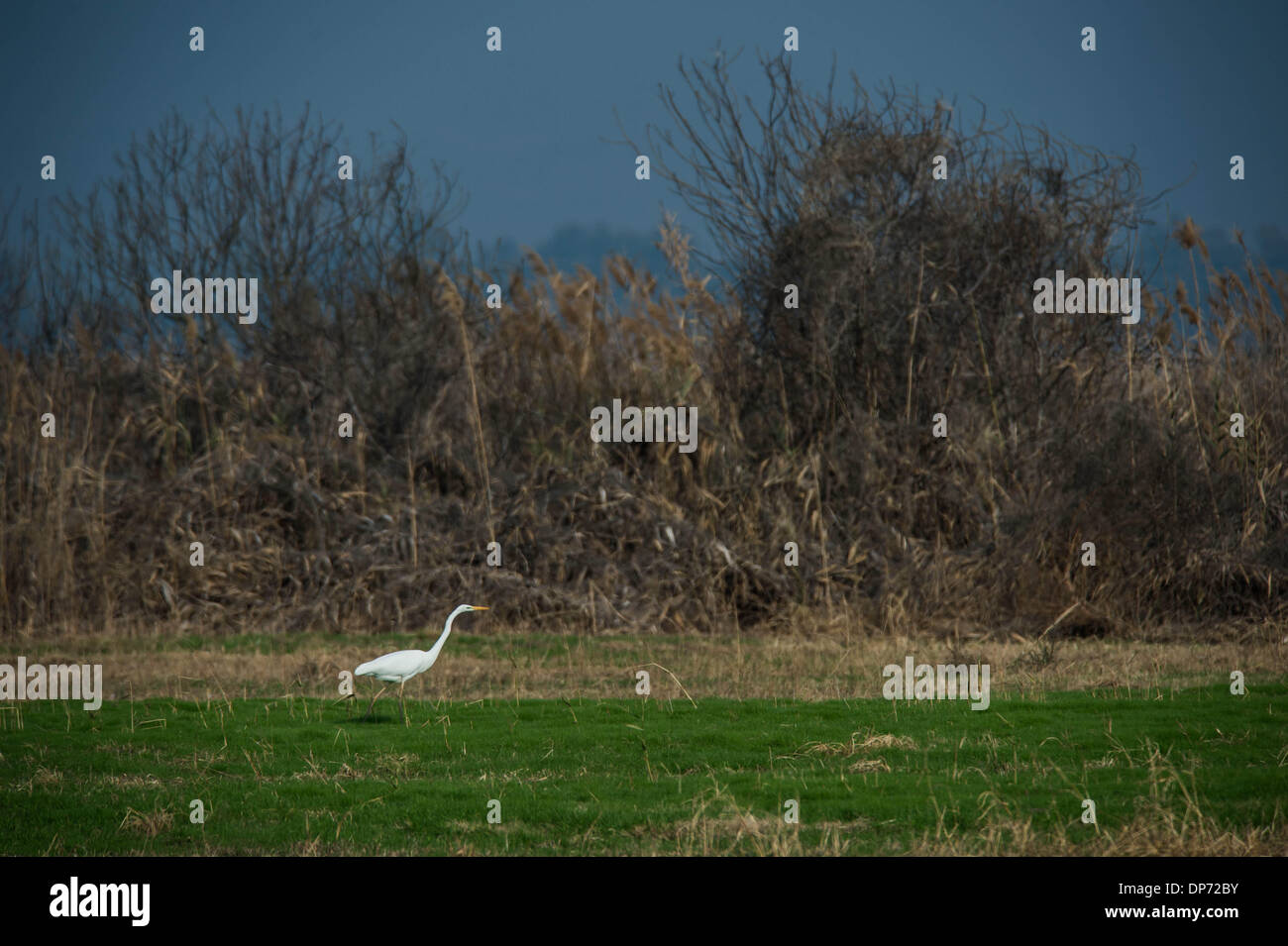 (140108)--ist HULA-Tal (ISRAEL), 8. Januar 2014 (Xinhua)--ein Silberreiher am Agamon Hula Ornithologie und Natur Park im Herzen von das Hula-Tal, Nordisrael, am 6. Januar 2014 gesehen. Jeder Jahreszeit Migration (Frühling und Herbst) Wandern mehr als 500 Millionen Vögel aus mehr als 400 Arten in den Himmel über dem Agamon Hula Ornithologie und Naturpark. Tausende bleiben hier im Winter und andere beschließen, nisten hier im Frühjahr und Sommer. (Xinhua/Li Rui) Stockfoto