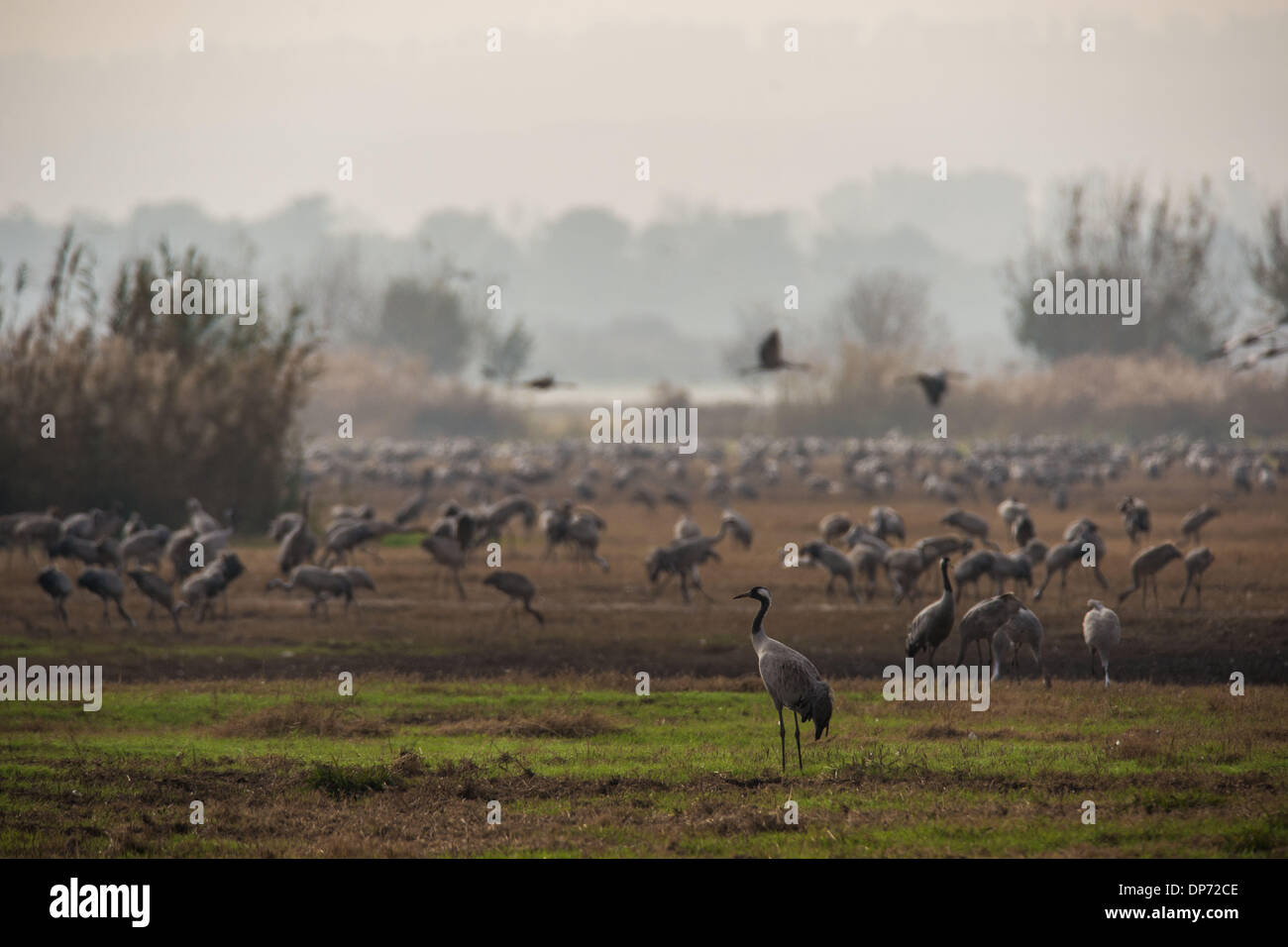 (140108)--HULA-Tal (ISRAEL), 8. Januar 2014 (Xinhua)--Kraniche sind bei Agamon Hula Ornithologie und Natur Park im Herzen von das Hula-Tal, Nordisrael, am 6. Januar 2014 sehen. Jeder Jahreszeit Migration (Frühling und Herbst) Wandern mehr als 500 Millionen Vögel aus mehr als 400 Arten in den Himmel über dem Agamon Hula Ornithologie und Naturpark. Tausende bleiben hier im Winter und andere beschließen, nisten hier im Frühjahr und Sommer. (Xinhua/Li Rui) Stockfoto