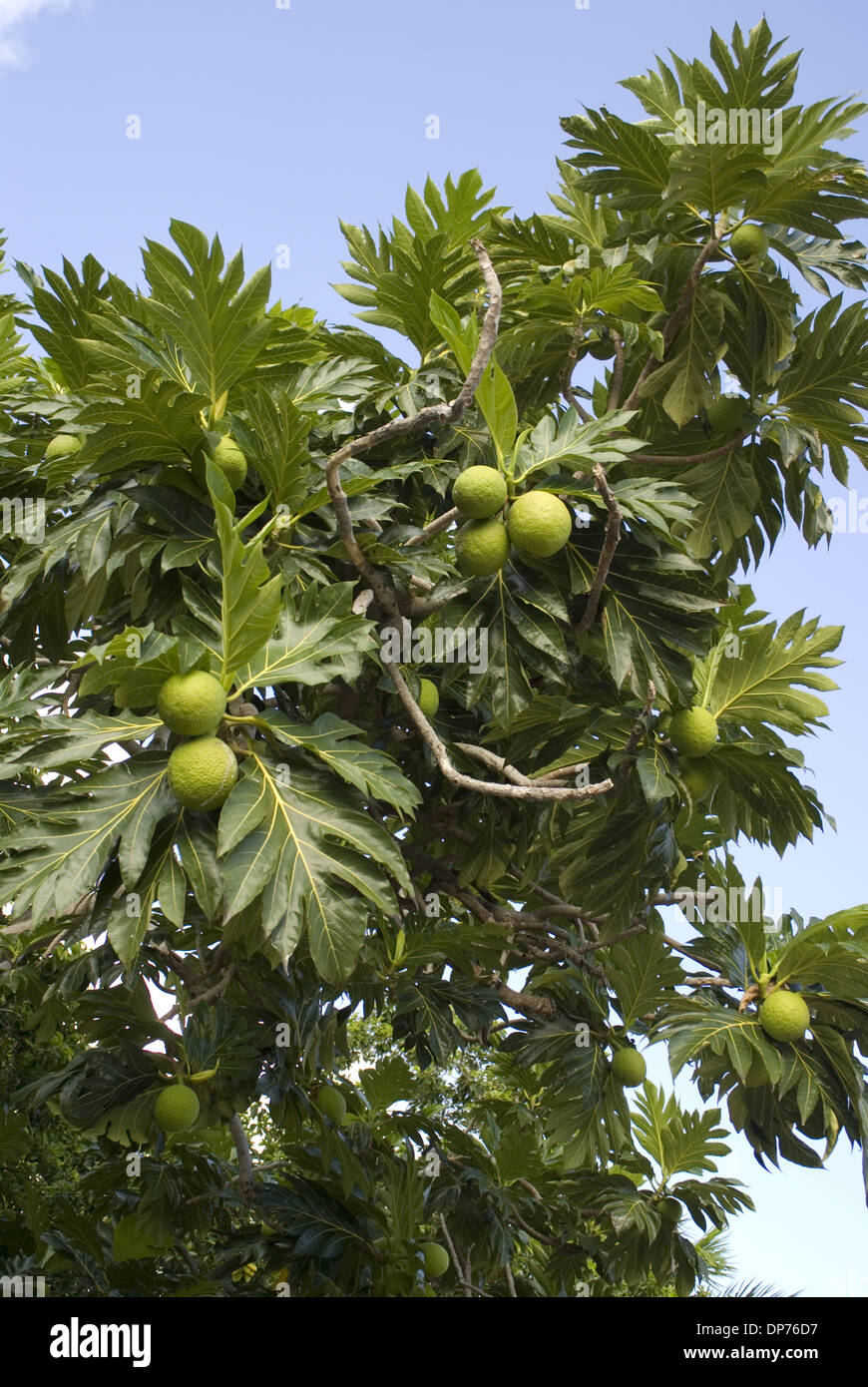 Brotfrucht (Artocarpus Altilis) Früchte und Blätter, Jibacoa, Provinz Mayabeque, Kuba, November Stockfoto