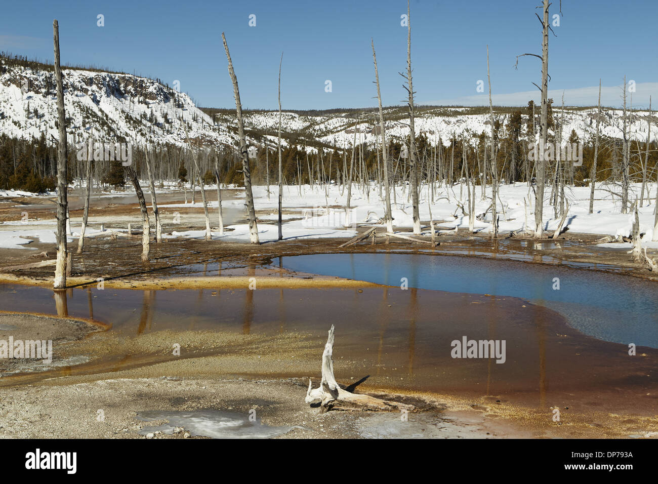 Blick auf geothermische Gebiet mit toten Bäumen und Schnee Eisen Spring Creek Upper Geysir Basin Yellowstone N.P. Wyoming U.S.A. Februar Stockfoto