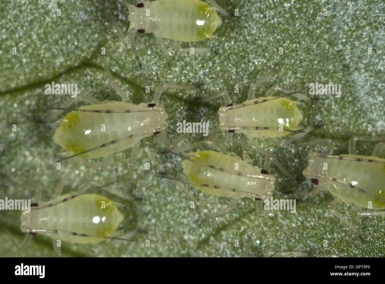 Glasshouse Kartoffel Blattläuse, Aulacorthum Solani, Verseuchung auf Küche Kräuter, Koriander, Blatt Stockfoto