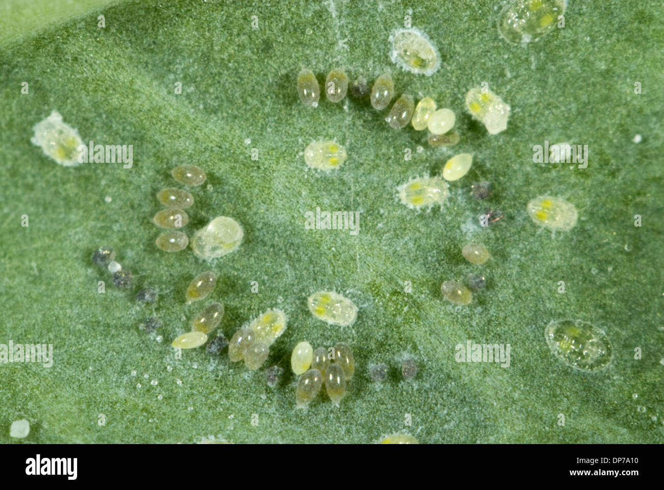 Kohl Mottenschildläuse, Aleyrodes Proletella, Eiablage in einem Kreis auf ein Kohlblatt Stockfoto