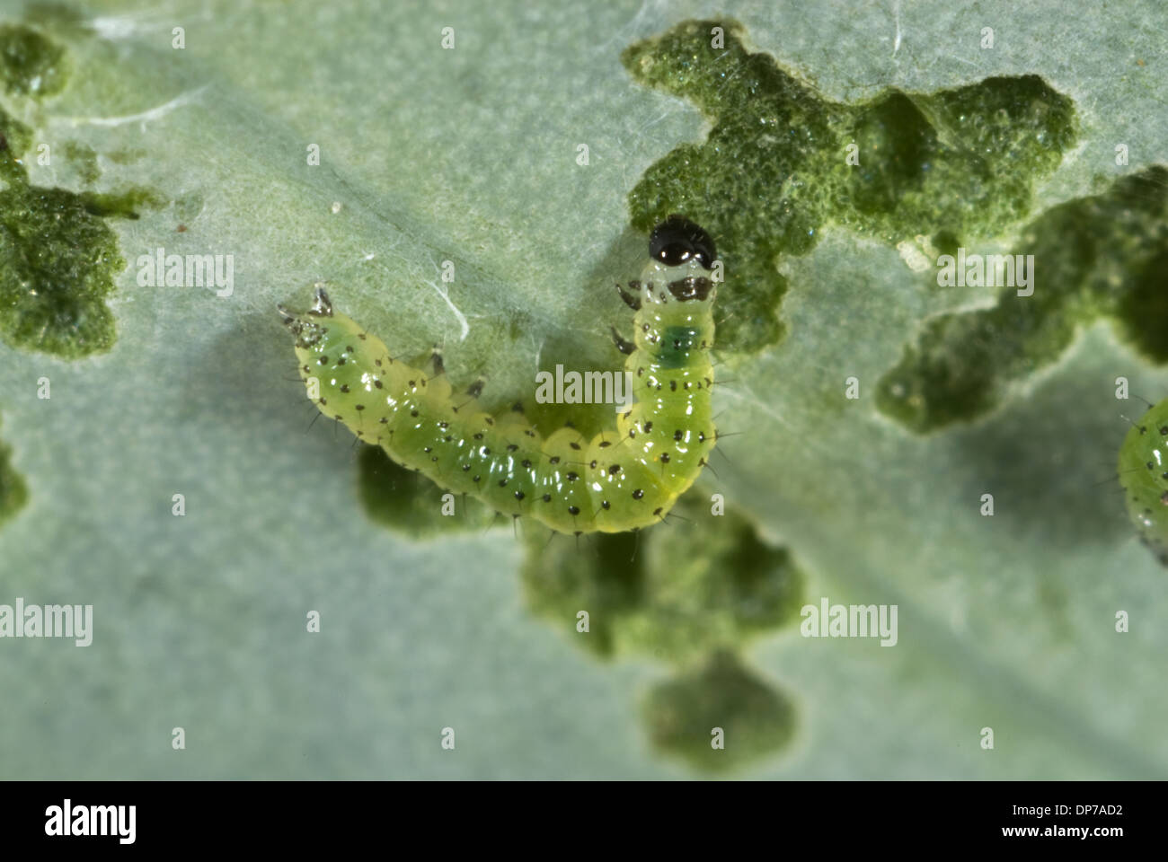 kleiner weißer Schmetterling, Pieris Rapae, Neugeborene Raupe Fütterung auf ein Kohlblatt Stockfoto