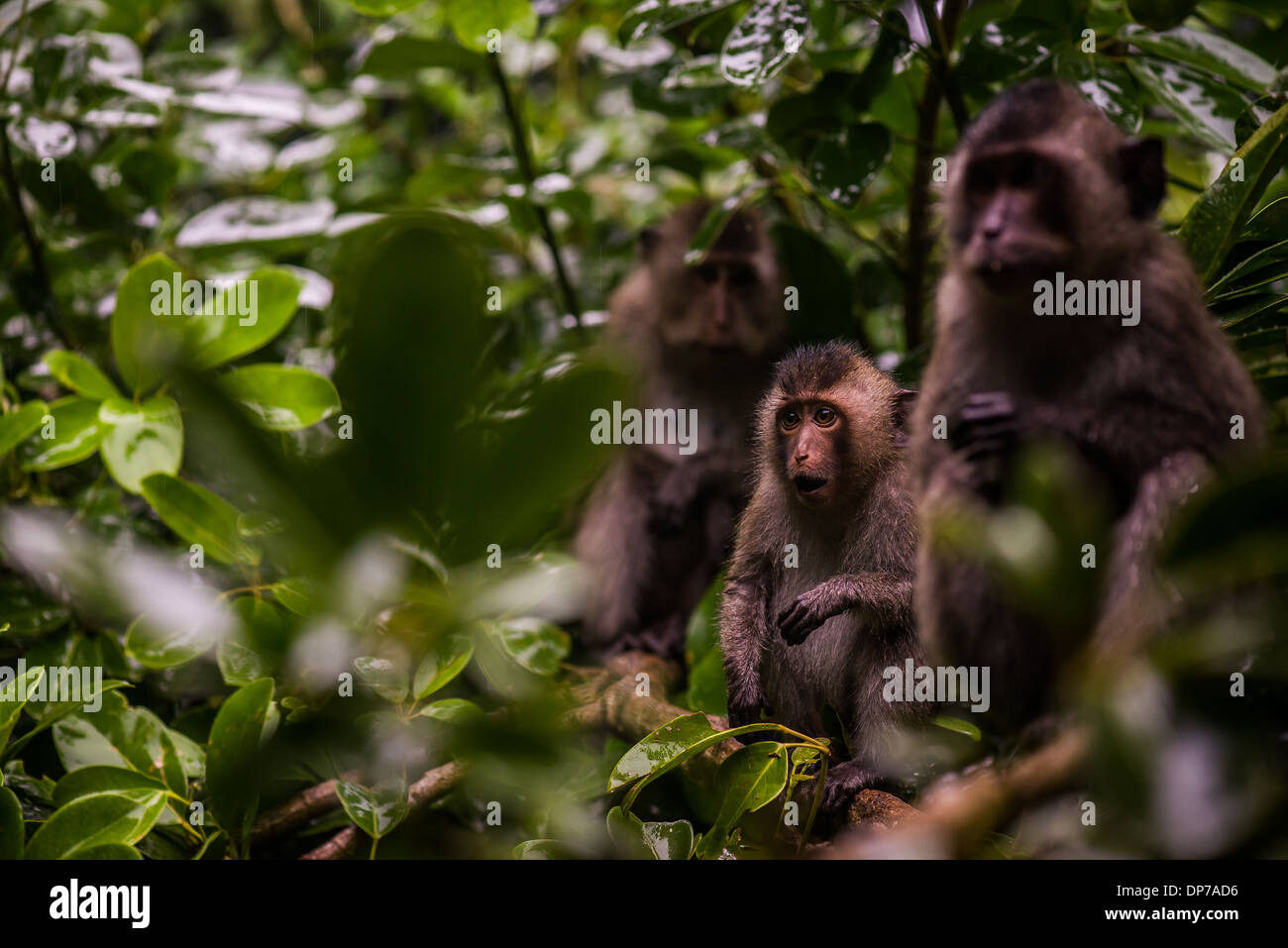 Eine entzückende baby Con Son Long-tailed Macaque ruft nach etwas zu Essen auf Con Dao, Viet Nam Stockfoto
