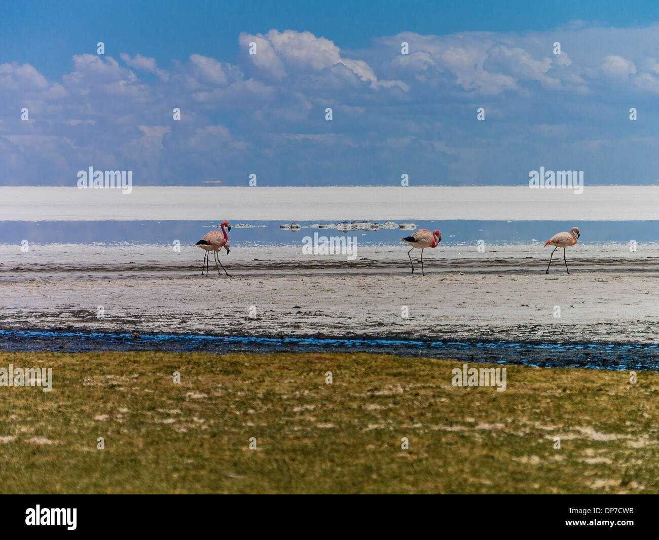 Eine Gruppe von fünf Flamingos stehen auf zwei Beinen am Ufer der Laguna Colorada (rote Lagune) auf dem Altapano Teil von Bolivien Stockfoto