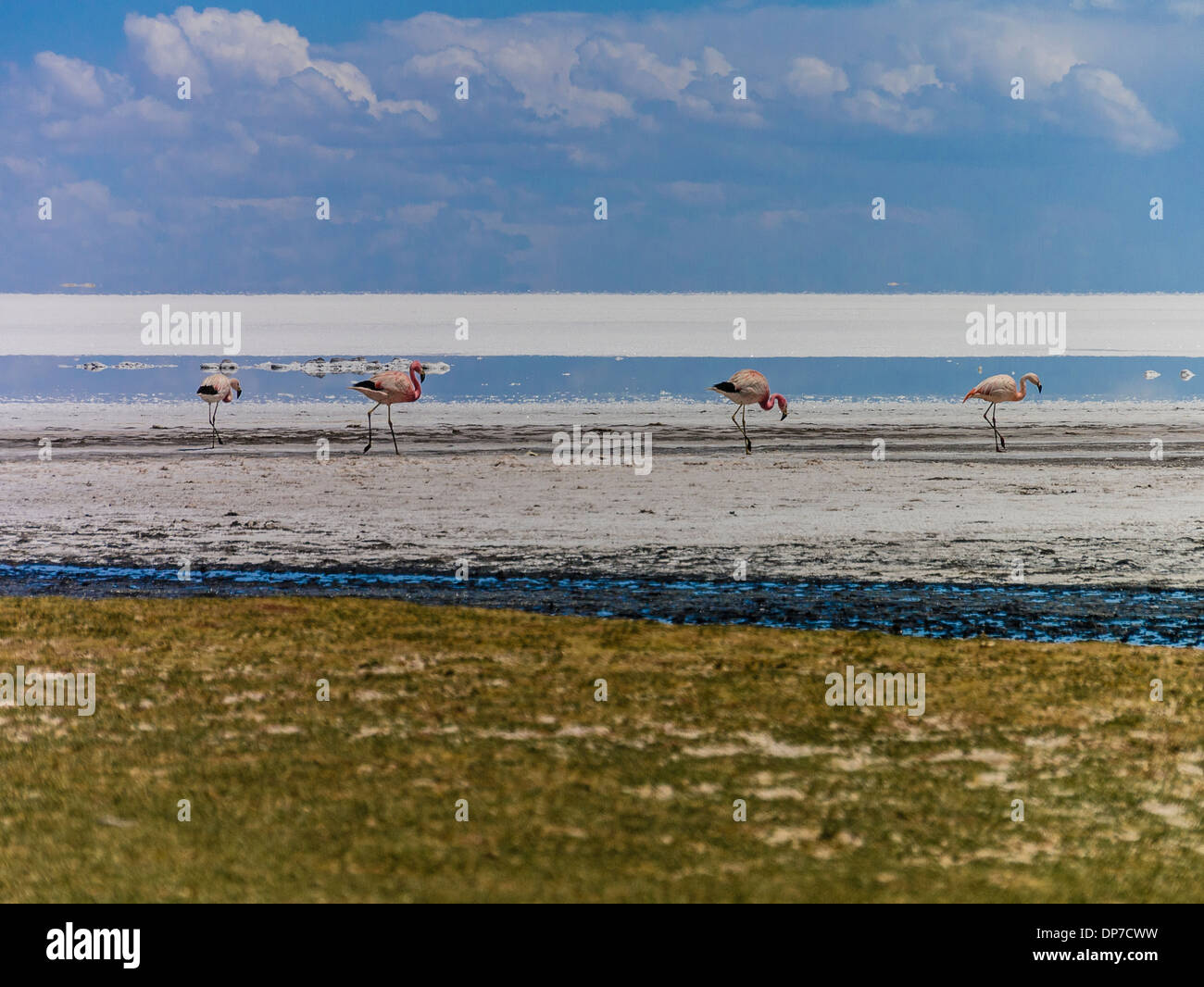 Eine Gruppe von fünf Flamingos stehen auf zwei Beinen am Ufer der Laguna Colorada (rote Lagune) auf dem Altapano Teil von Bolivien Stockfoto