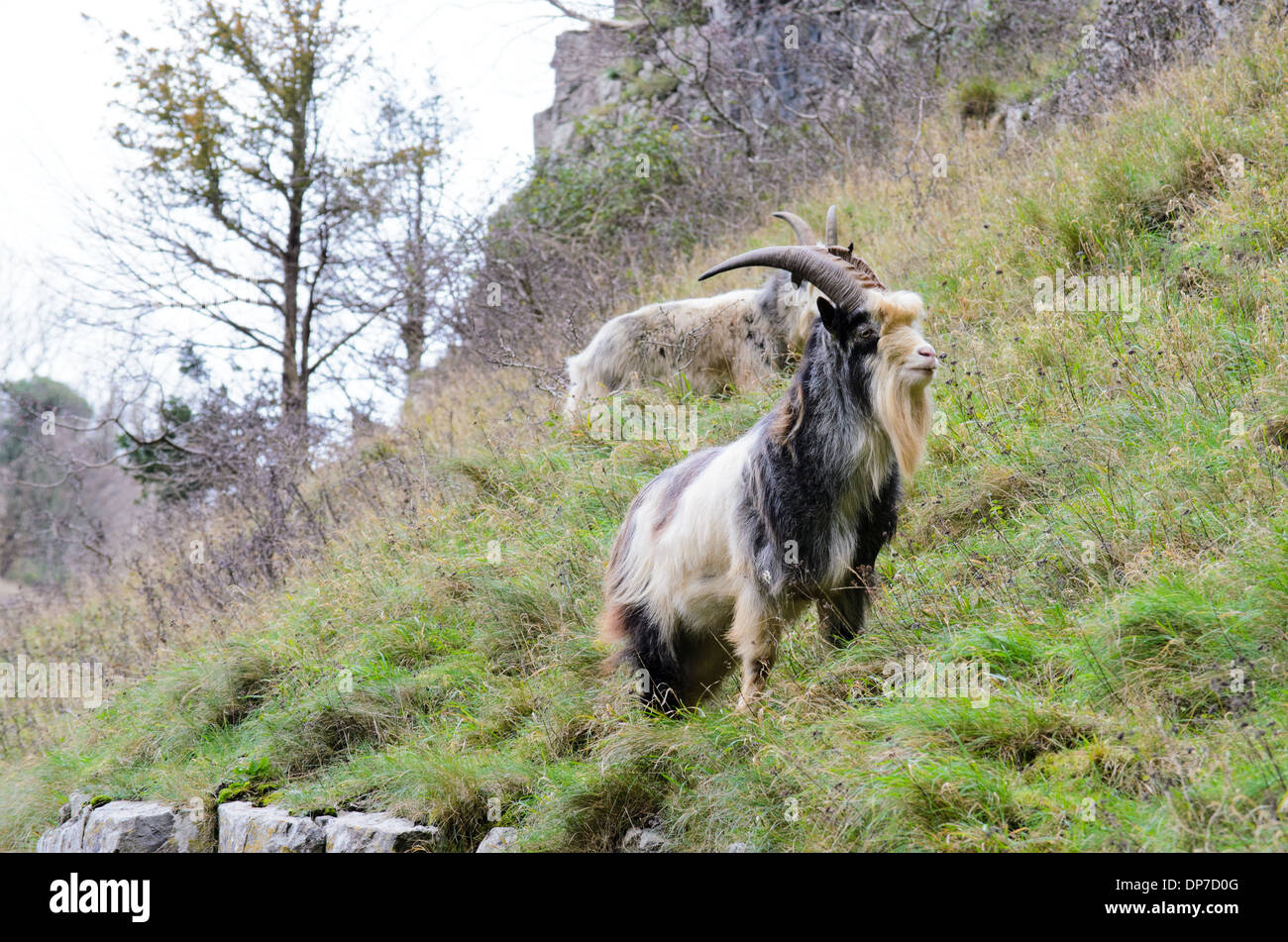 Jakobs Schafe auf einem Hügel Stockfoto