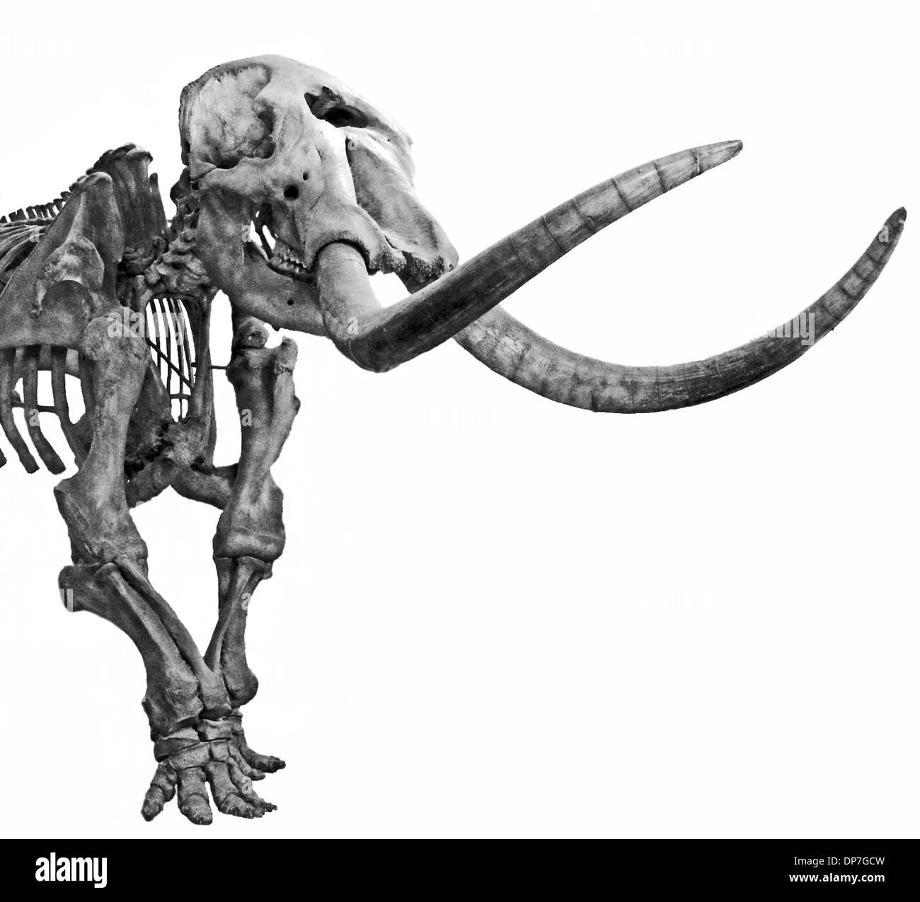 Mastodon tier Fotos und Bildmaterial in hoher Auflösung Alamy