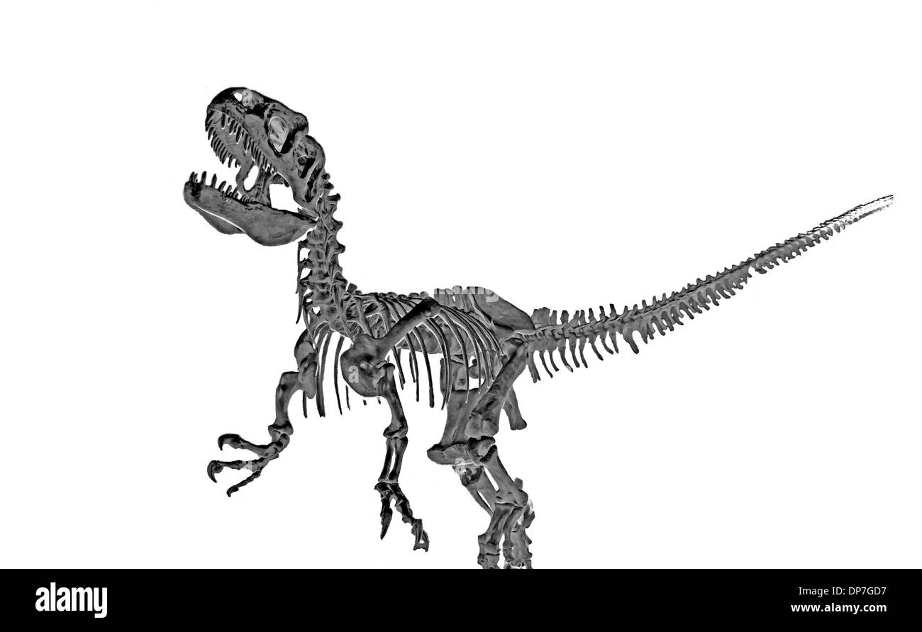 Versteinerte Skelett eines Tyrannosaurus Rex Dinosaurier isoliert auf einem weißen Hintergrund. Stockfoto
