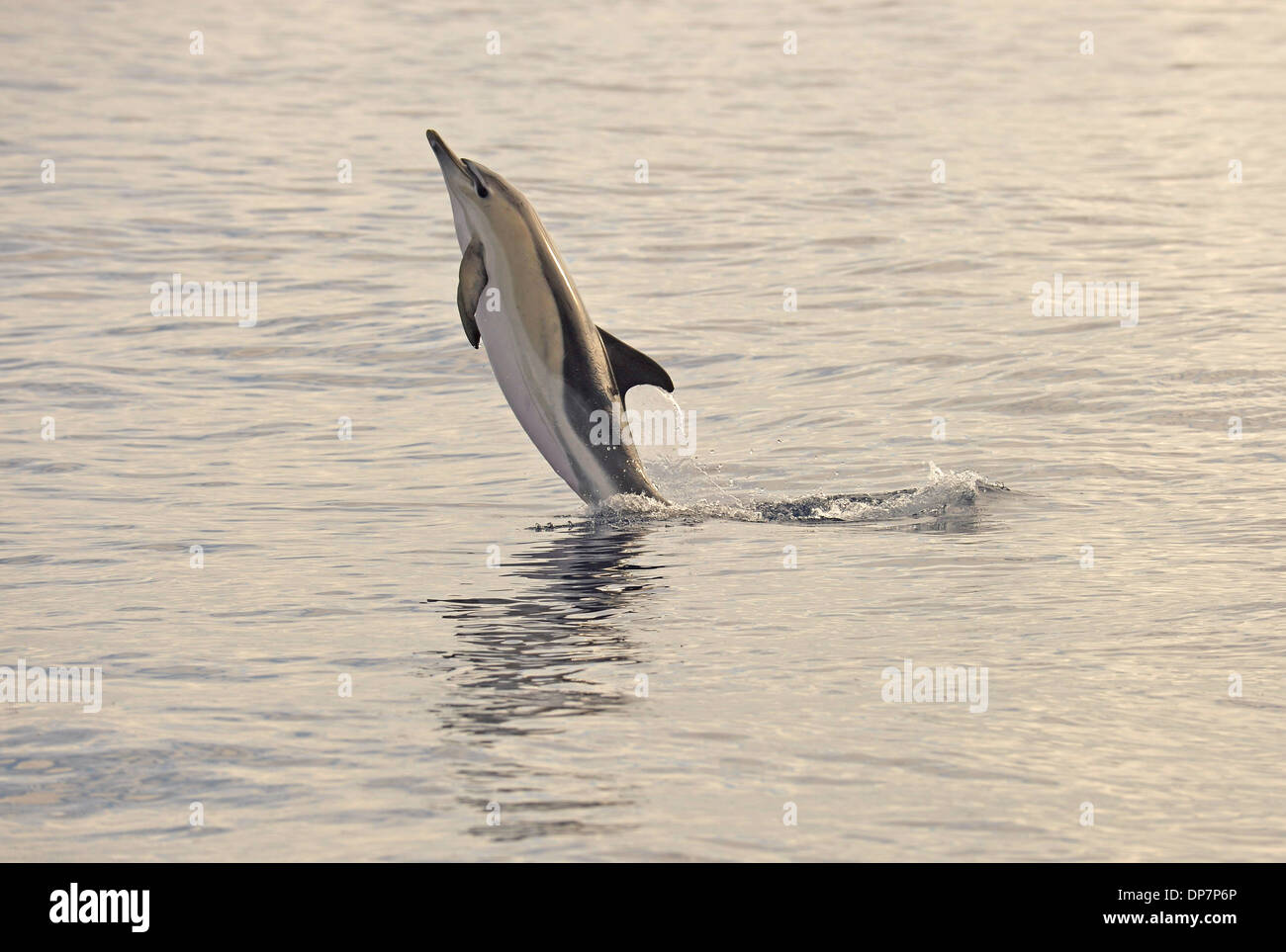 Kurzer Schnabel Gemeiner Delfin (Delphinus Delphis)-Erwachsene, springen Sie auf Wasser, Azoren, Juni Stockfoto