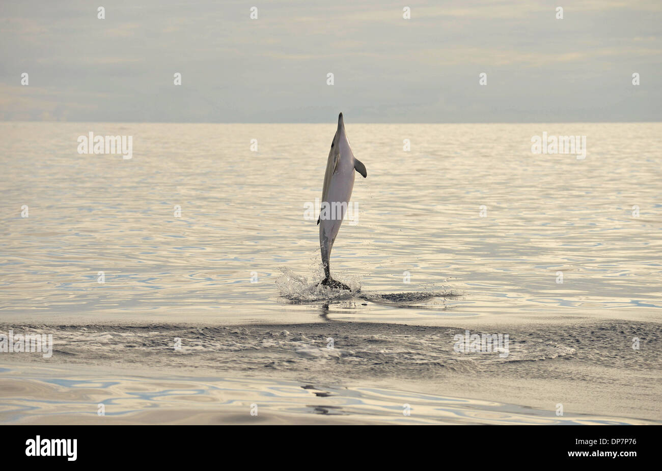 Kurzer Schnabel Gemeiner Delfin (Delphinus Delphis)-Erwachsene, springen aus dem Wasser, Azoren, Juni Stockfoto