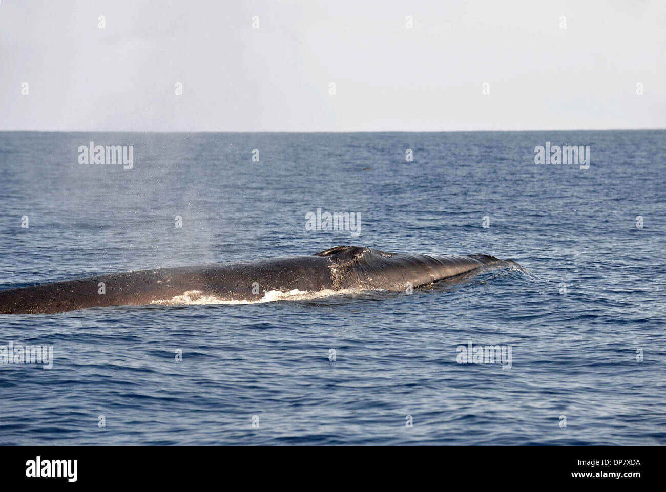 Sei Wal (Balaenoptera Borealis) Erwachsenen, spritzenden, Schwimmen an der Oberfläche, Azoren, Juni Stockfoto