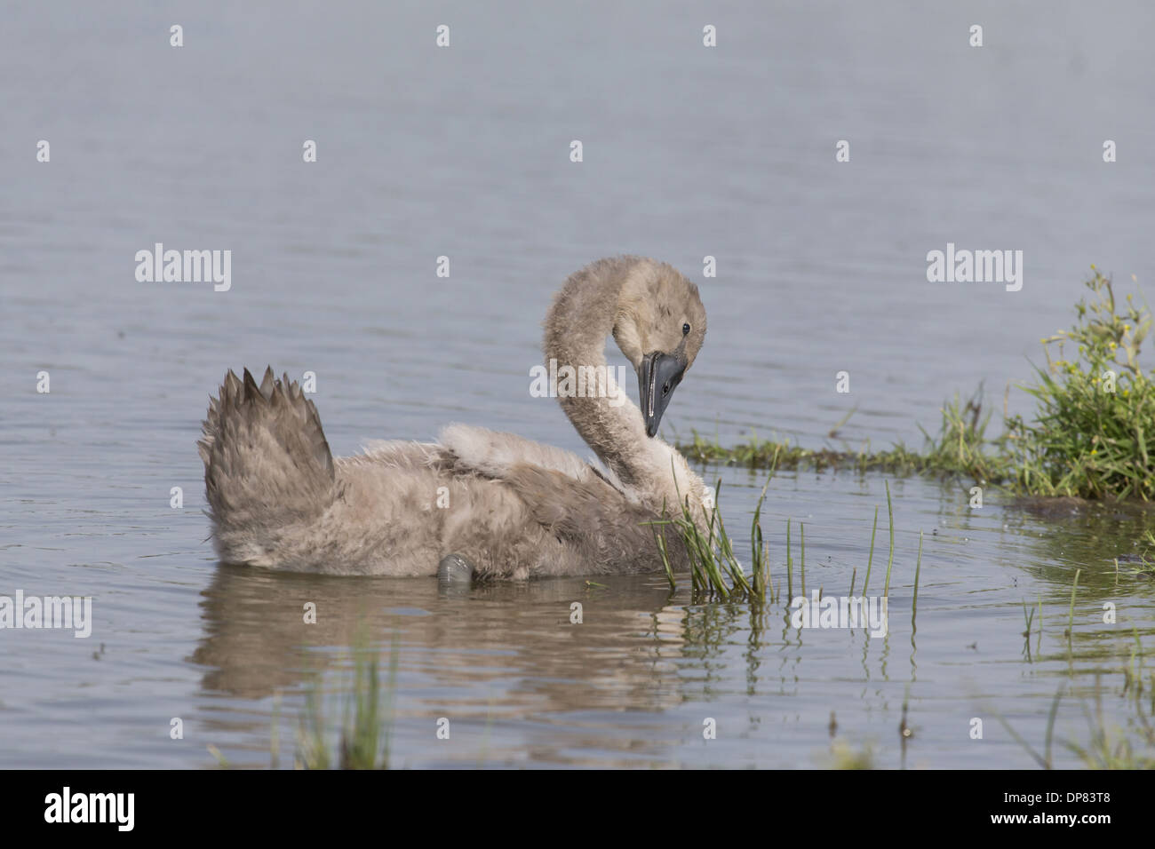 Höckerschwan (Cygnus Olor) Cygnet, putzen auf dem Wasser, Suffolk, England, Juli Stockfoto