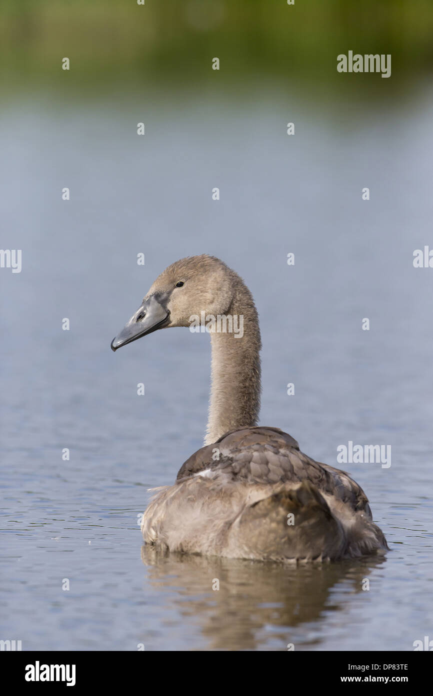 Höckerschwan (Cygnus Olor) Cygnet, Schwimmen, Suffolk, England, August Stockfoto