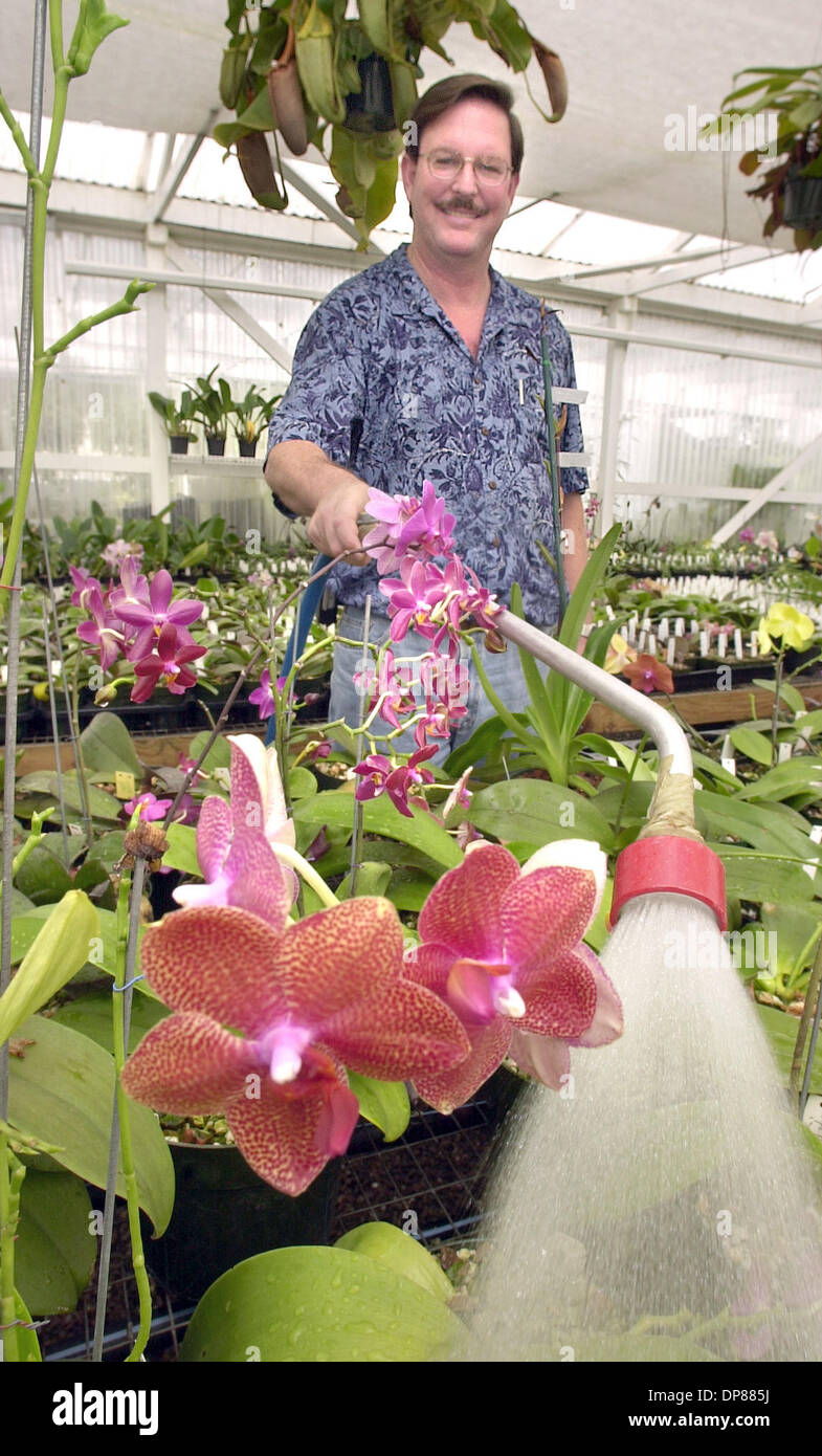 (veröffentlichte 10.08.2003, n-5) FRED CLARKE Gewässer einige Phaleanopsis Orchideen in einem seiner Gewächshäuser. Dies war eine war sehr warm und feucht im Inneren. Er wird ihnen mit deionisiertes Wasser gießen.  U/T Foto CHARLIE NEUMAN Stockfoto