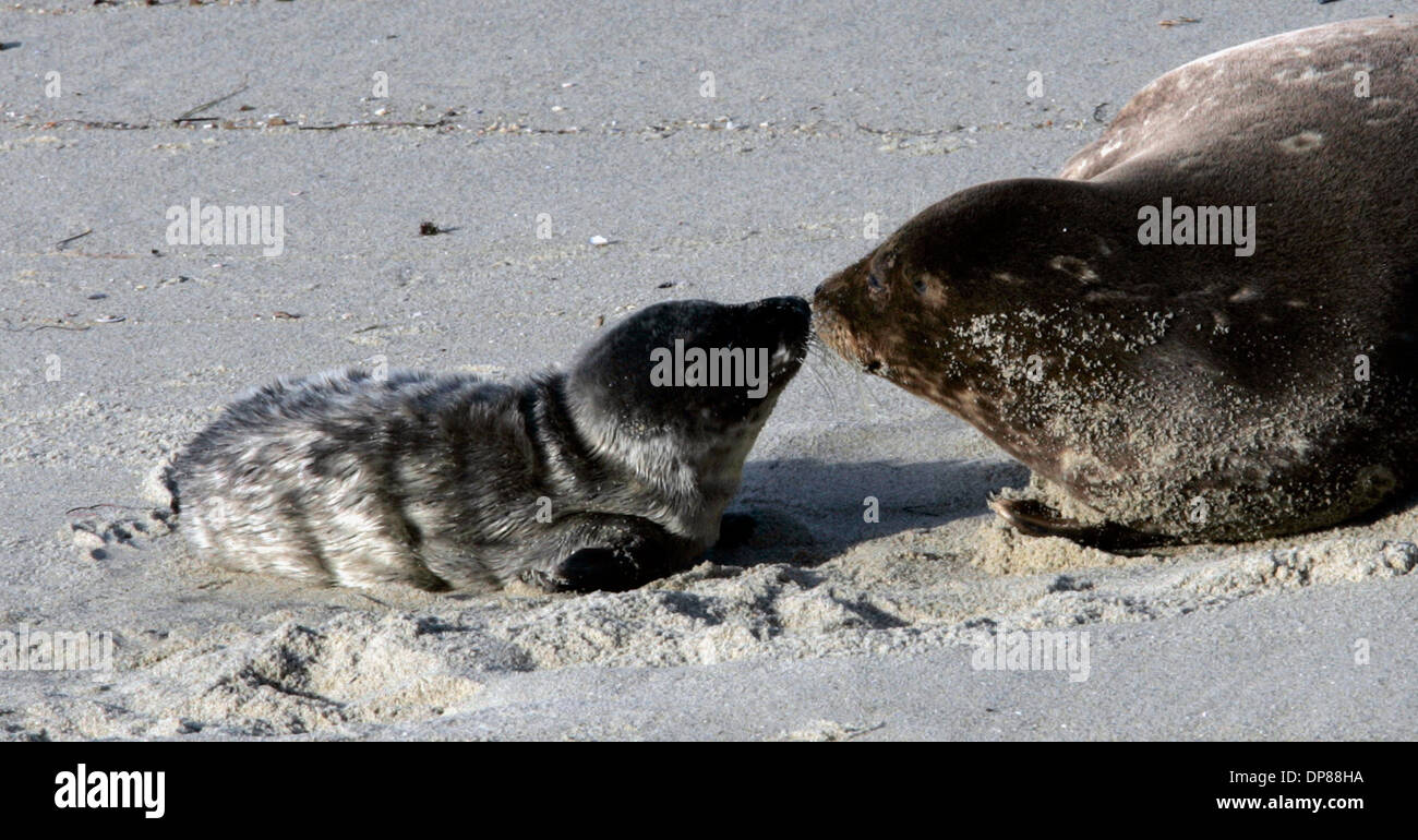 (Neu veröffentlichte 01.10.2006, e-1)  (veröffentlichte 17.02.2006, b-1) P sealpup252838x002 2-16-2006 LaJolla, CA. A Neugeborenen Seal Pup schmiegt ihre Mutter auf dem Sand an Kinder Pool in La Jolla Donnerstag Nachmittag. Die erste Live-Geburt der Saison für die beliebte Dichtungen wurde zu früh geboren, aber schien Well. PEGGY PEATTIE/San Diego Union-Tribune angepasst werden Stockfoto