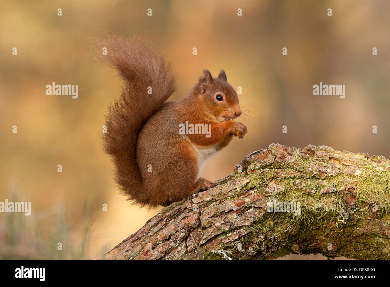 Eichhörnchen Sciurus Vulgaris, sitzt auf einem Baumstamm Stockfoto