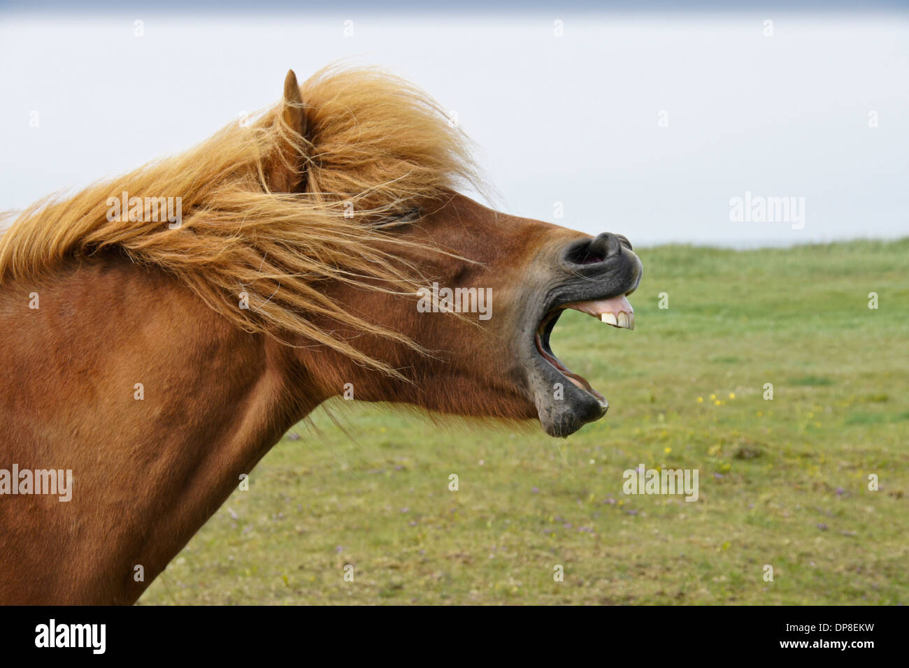 Isländische Pferd Gähnen oder lachen, Island Stockfoto