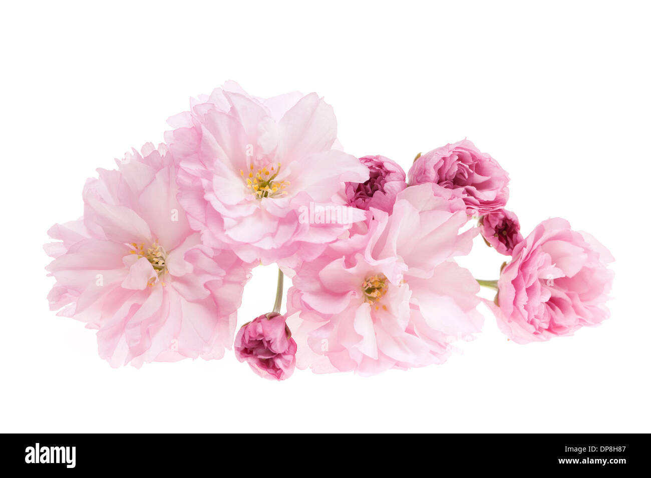 Rosa Kirschblüten Blumen Nahaufnahme isoliert auf weißem Hintergrund Stockfoto