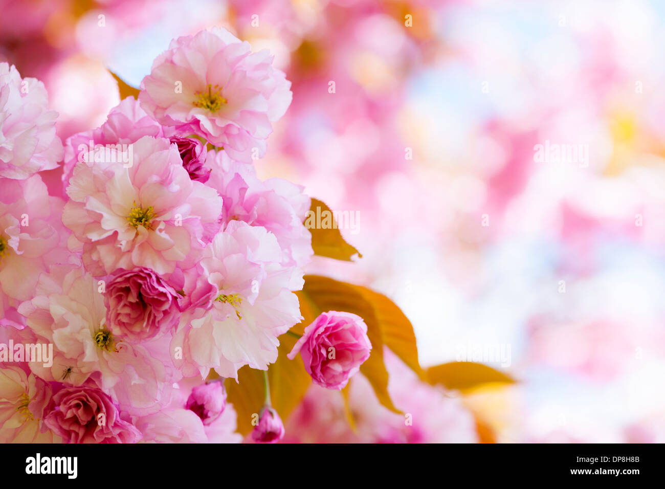 Rosa Kirschblüten Blumen auf blühenden Ast blühen im Frühjahr Obstgarten mit Textfreiraum Stockfoto