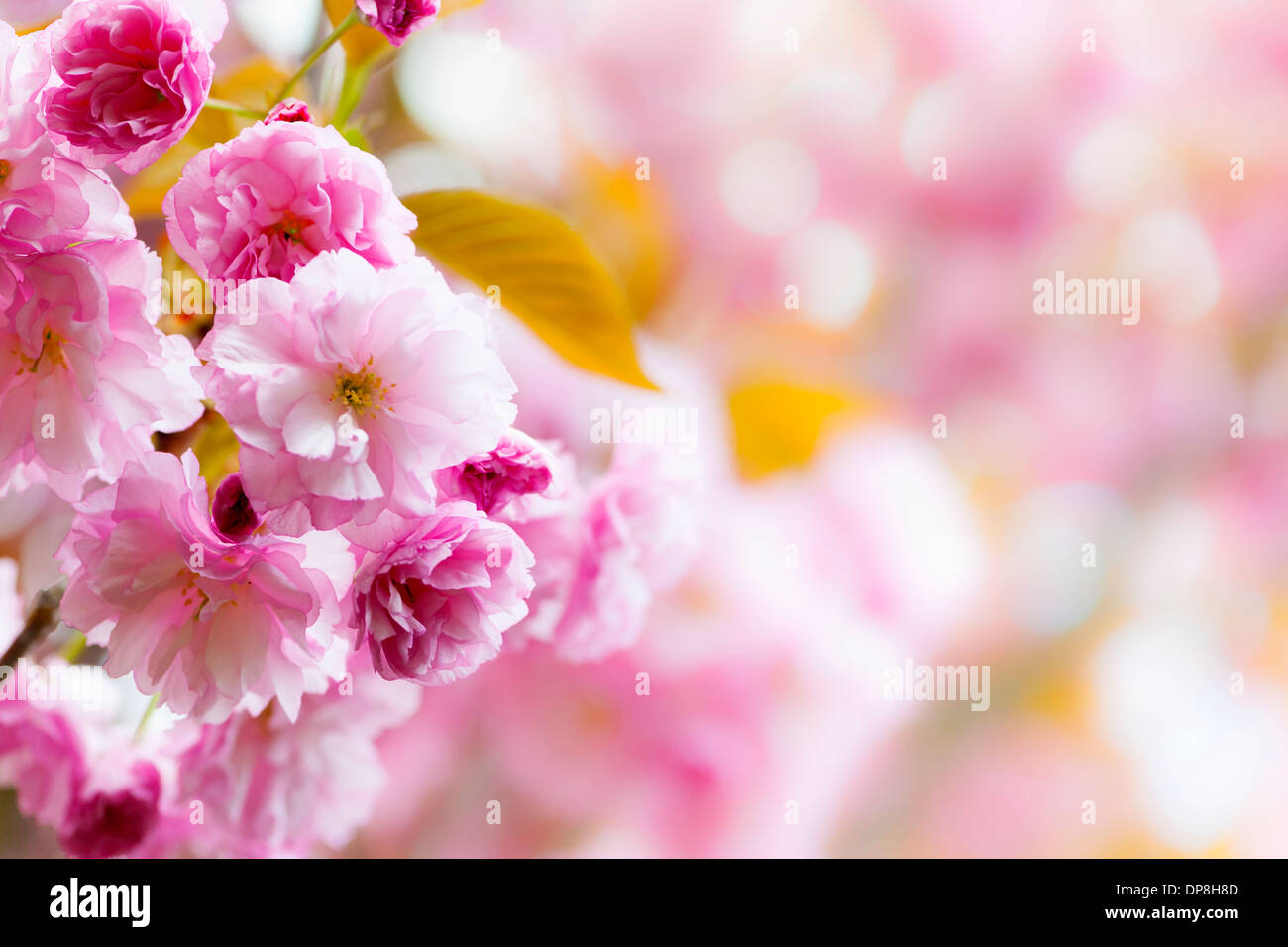 Rosa Frühlings-Hintergrund mit Kirschblüten Blumen auf blühenden Ast blühen im Obstgarten Stockfoto