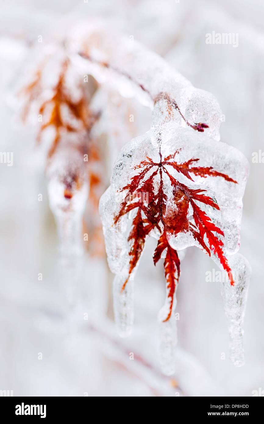 Baum Blatt bedeckt mit Eis und Eiszapfen im winter Stockfoto