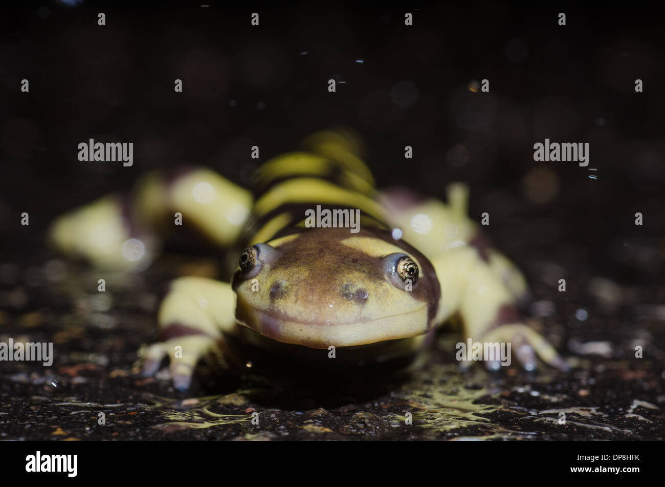 Vergitterten Tiger Salamander, (Z.B. Marvortium), eine nassen Straße überqueren.  Valencia co., New Mexico, USA. Stockfoto