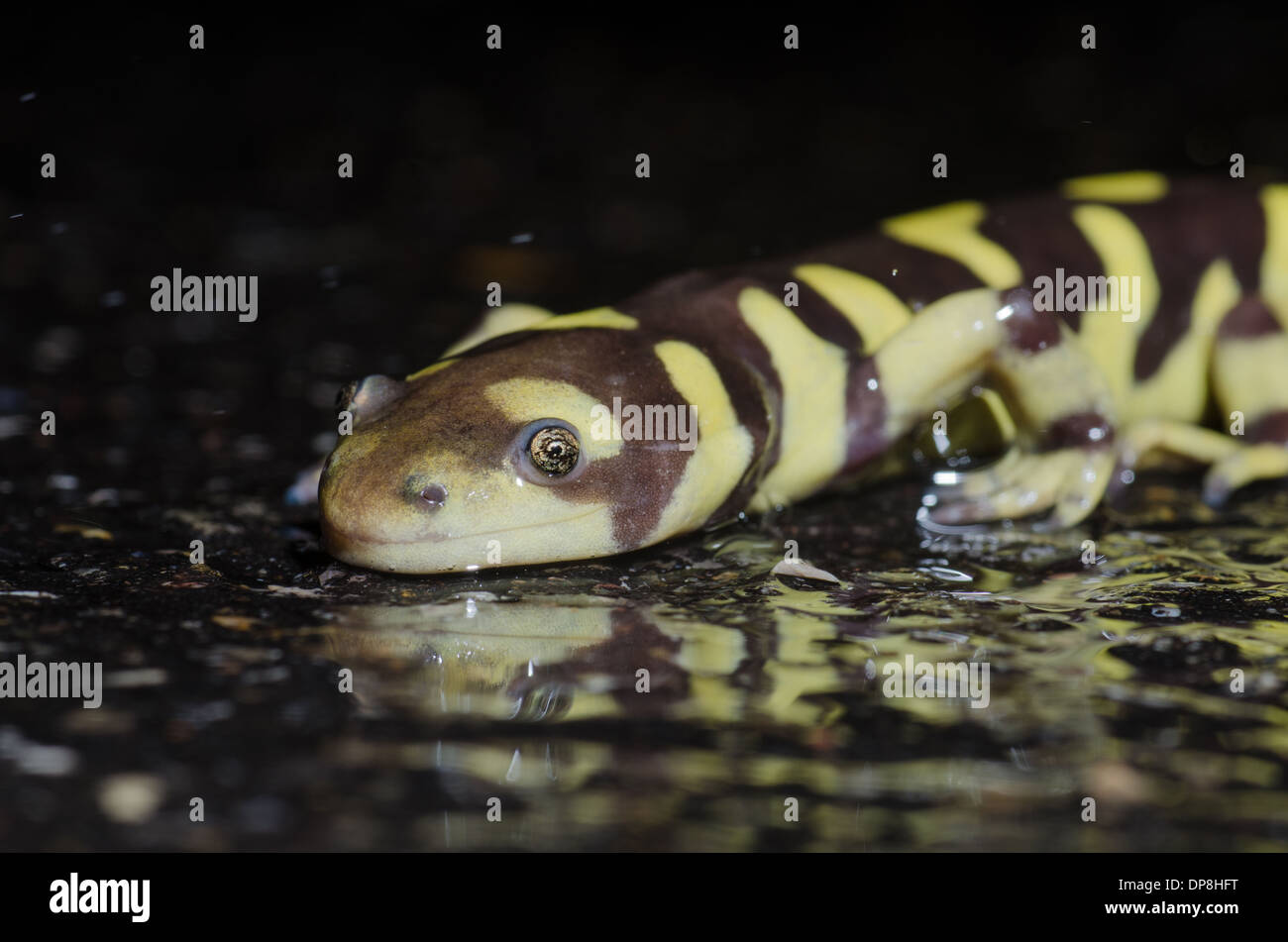 Vergitterten Tiger Salamander, (Z.B. Marvortium), eine nassen Straße überqueren.  Valencia co., New Mexico, USA. Stockfoto