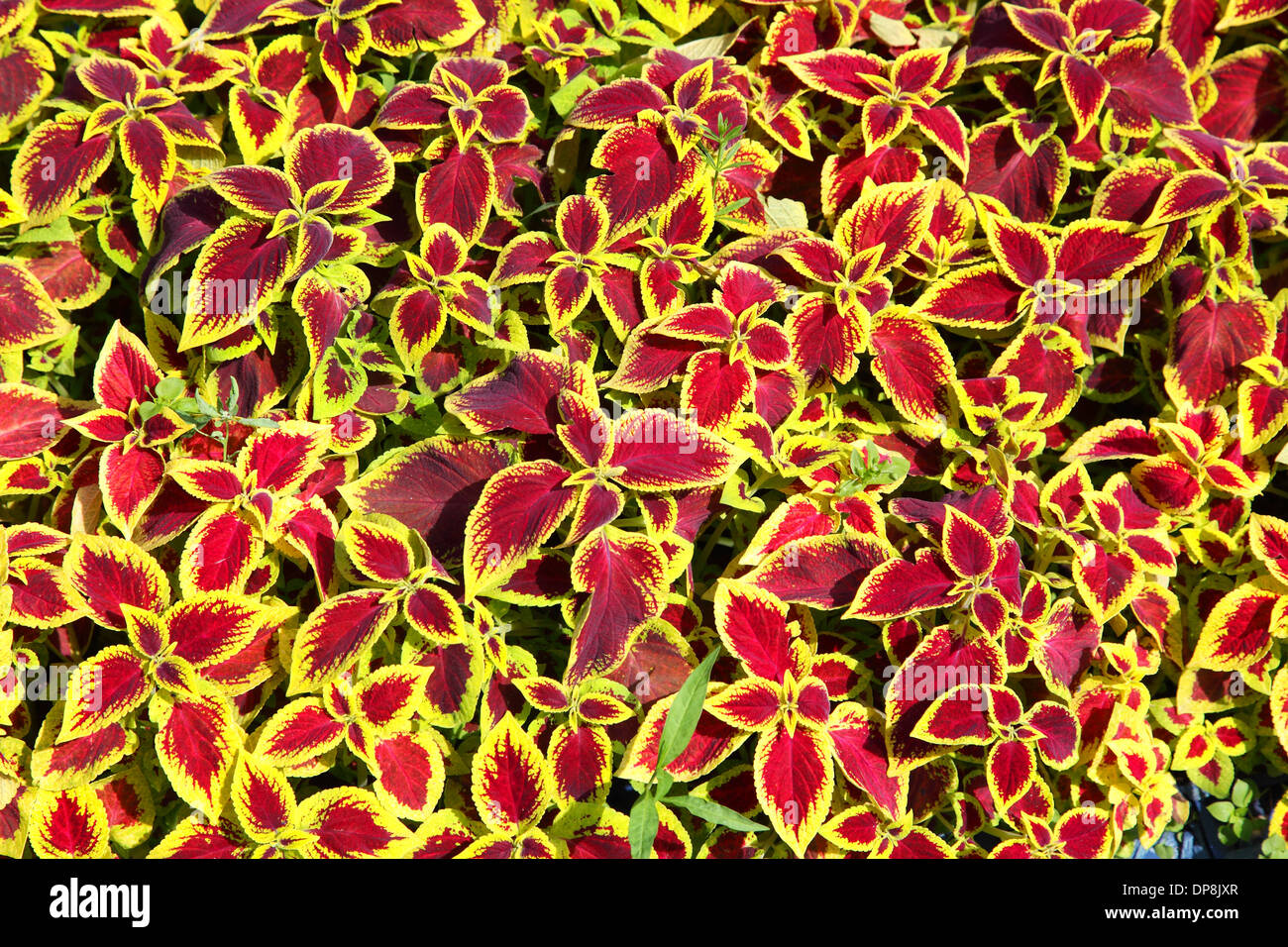 helle Blätter Coleus Pflanzen als Hintergrund Stockfoto