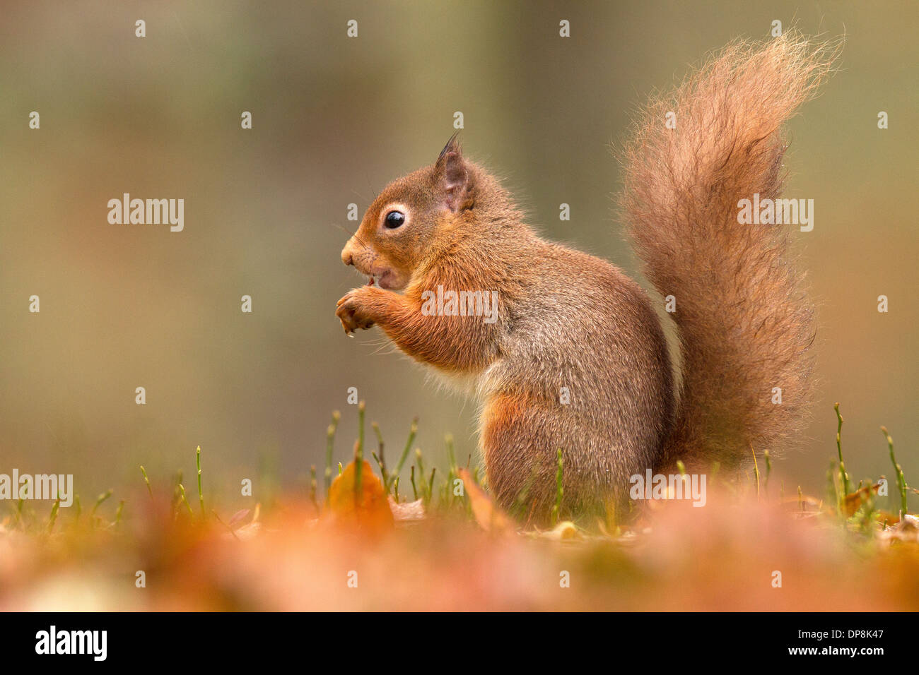 Eichhörnchen Sciurus Vulgaris auf die Boden-Fütterung Stockfoto