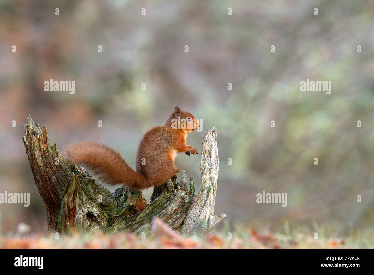 Eichhörnchen Sciurus Vulgaris, sitzt auf einem Baumstamm Stockfoto